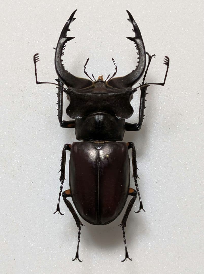 大型　カンターミヤマ　標本