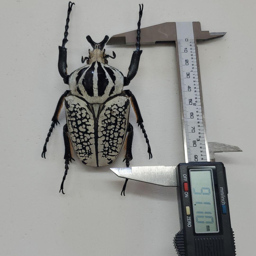 コレクションシリーズ　ゴライアスオリエンタリス-