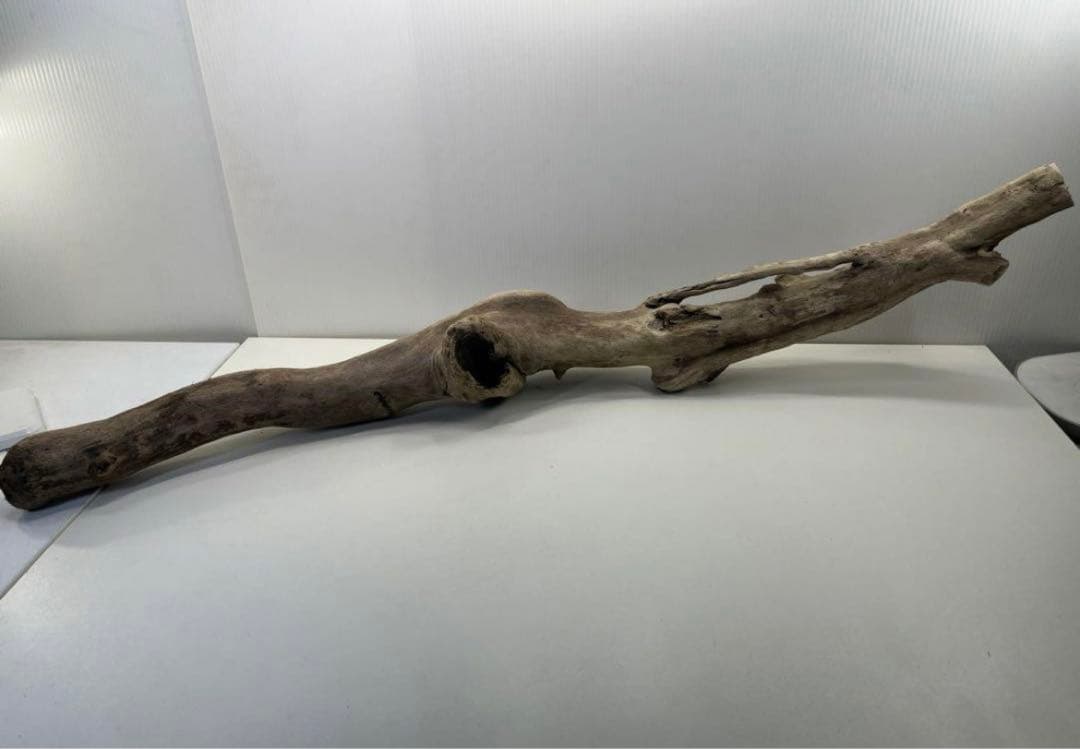 専用品 大型流木 アク抜き済み