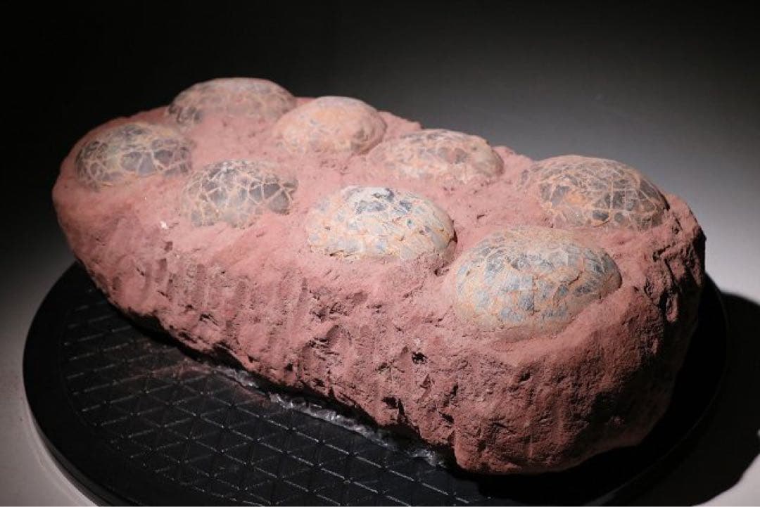 ☆クリスマス特価☆ 赤字☆【入手困難】博物館クラス ハドロサウルスの卵の巣8個