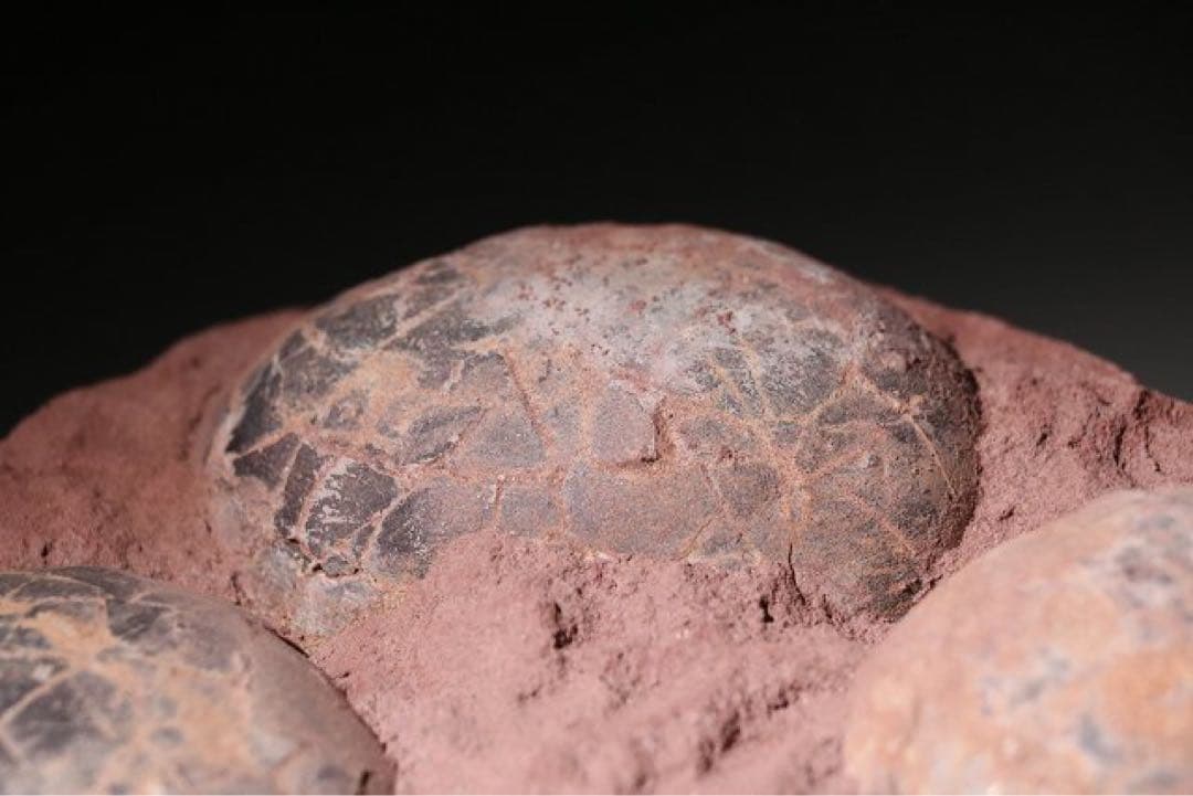 ☆クリスマス特価☆ 赤字☆【入手困難】博物館クラス ハドロサウルスの卵の巣8個