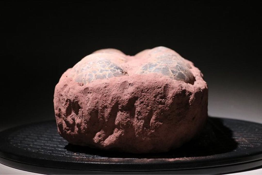 ☆クリスマス特価☆ 赤字☆【入手困難】博物館クラス ハドロサウルスの卵の巣8個