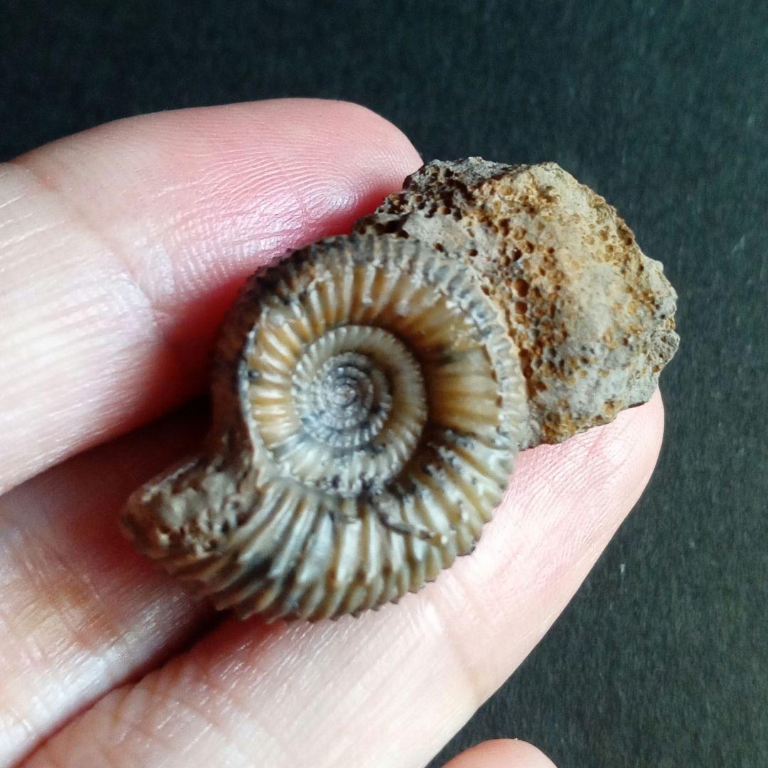 ドイツ産　ジュラ紀　アンモナイト　２点