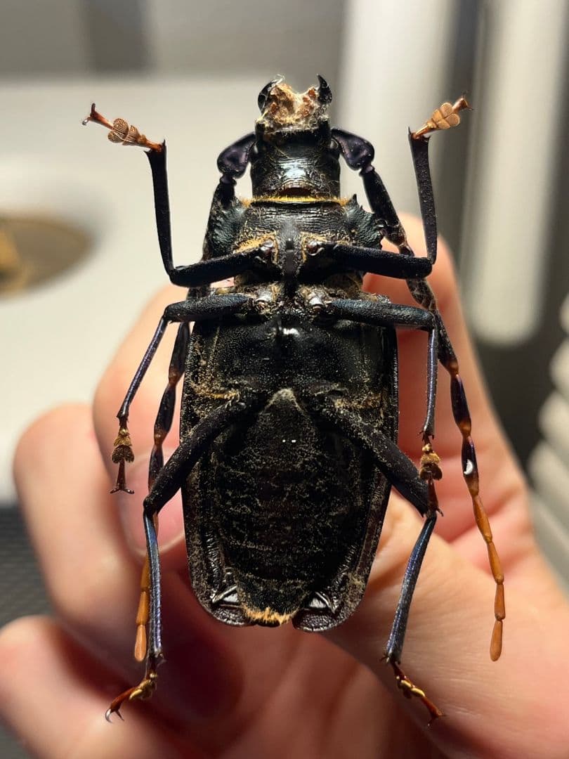 【53mm】ルリヒゲノコギリカミキリ 標本ナンベイオオタガメ ハナムグリカナブン