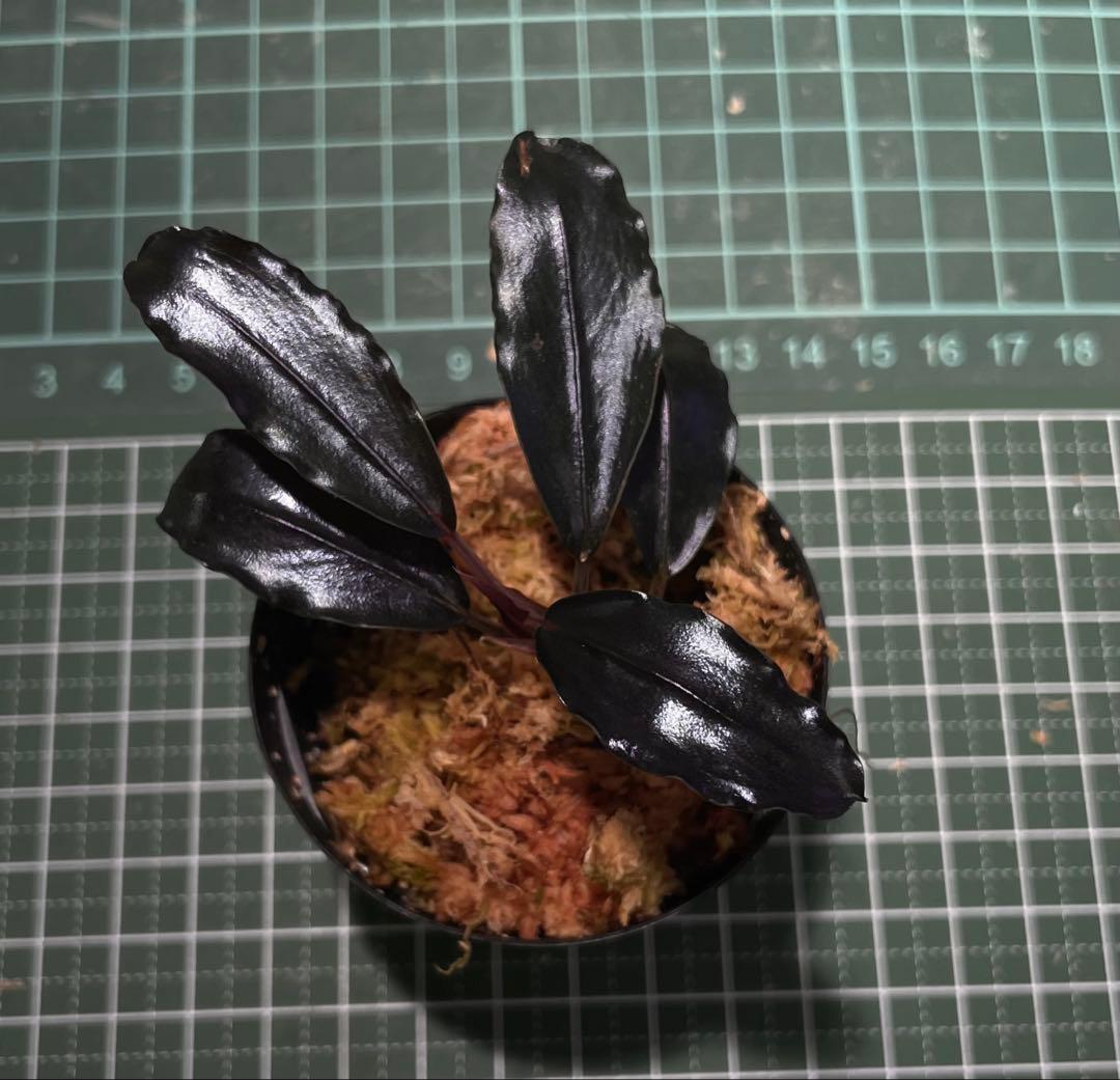 Bucephalandra sp.”Theia blue”