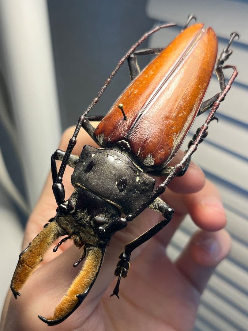 【103mm】アラゲオオウスバカミキリ 甲虫昆虫標本タランチュラ　標本