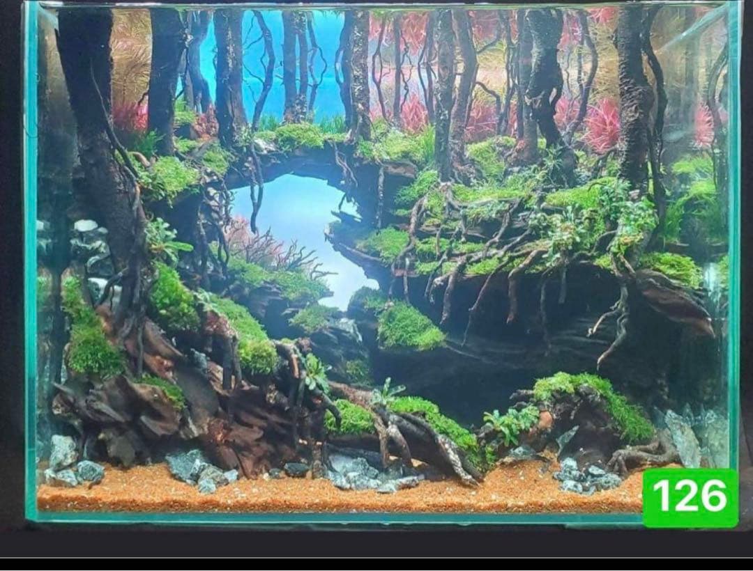 流木　ブランチウッド水草用の 流木　アクアリウム　パルダリウム　マシンガンウッド