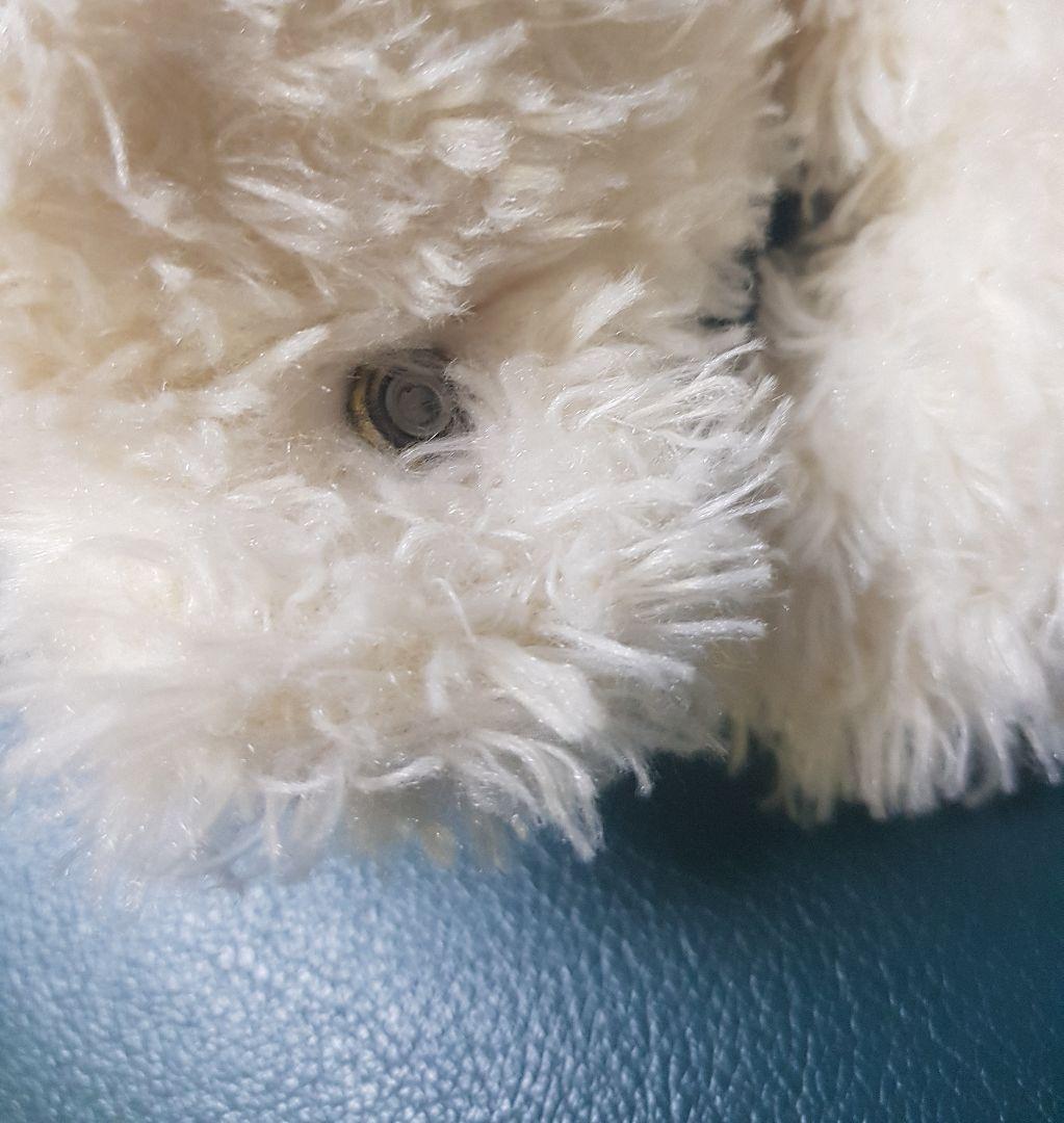 Steiff シュタイフ ぬいぐるみ 白