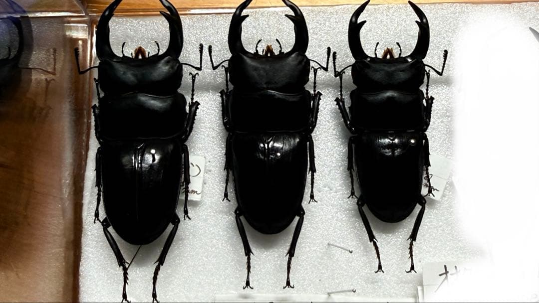 【希少産含】天然WDオオクワガタセット