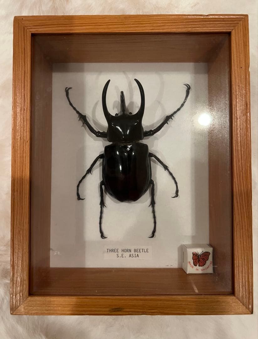 三本角クワガタ標本 S.E.アジア産