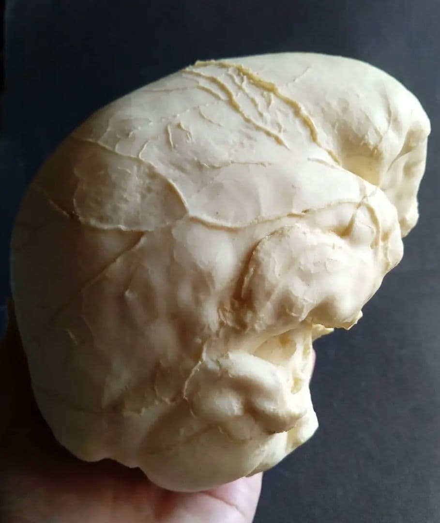 Brain　脳　Born Clones　アメリカ製　模型