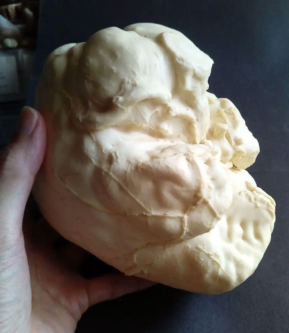 Brain　脳　Born Clones　アメリカ製　模型