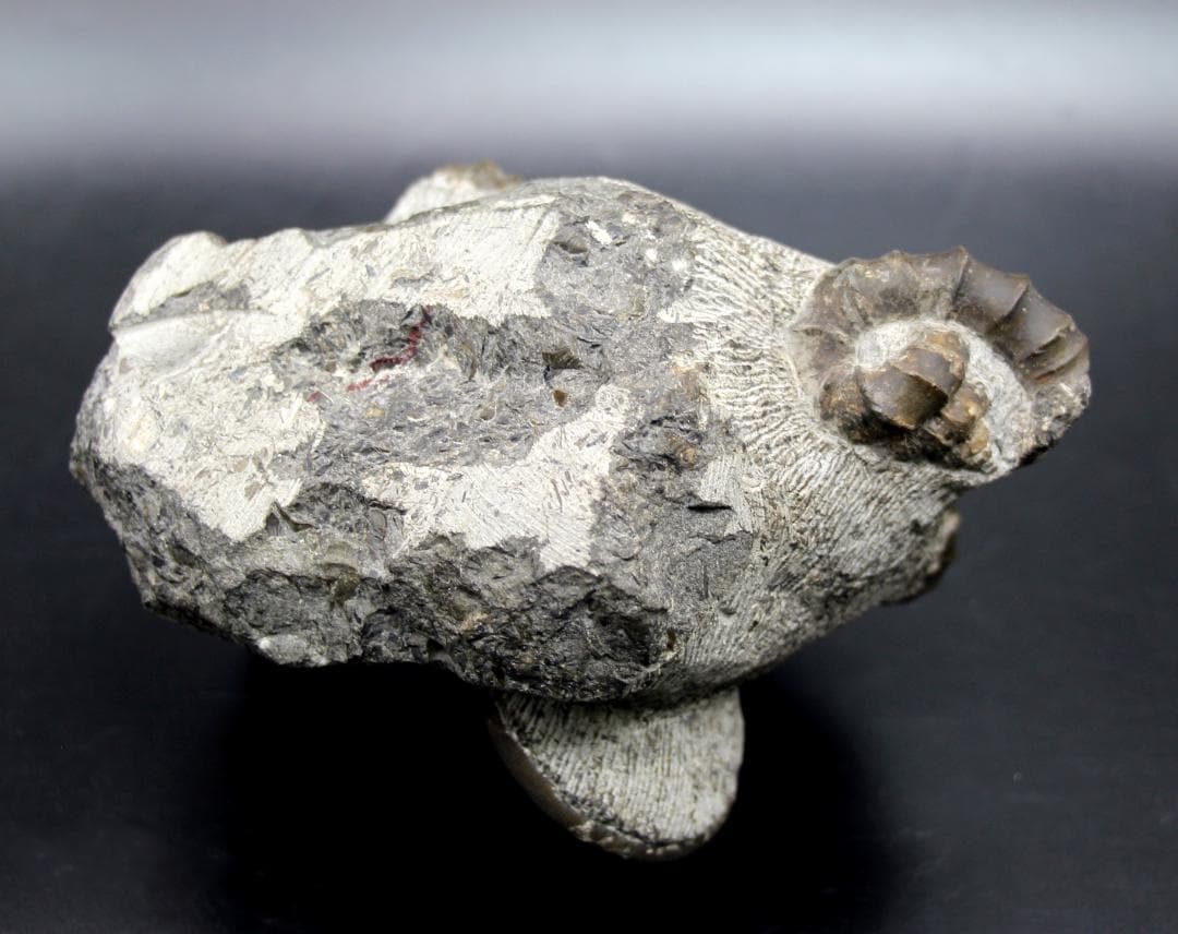 【限定値下げ中】博物館級 異常巻 アンモナイト 7化石密集 アイノセラス 高品質