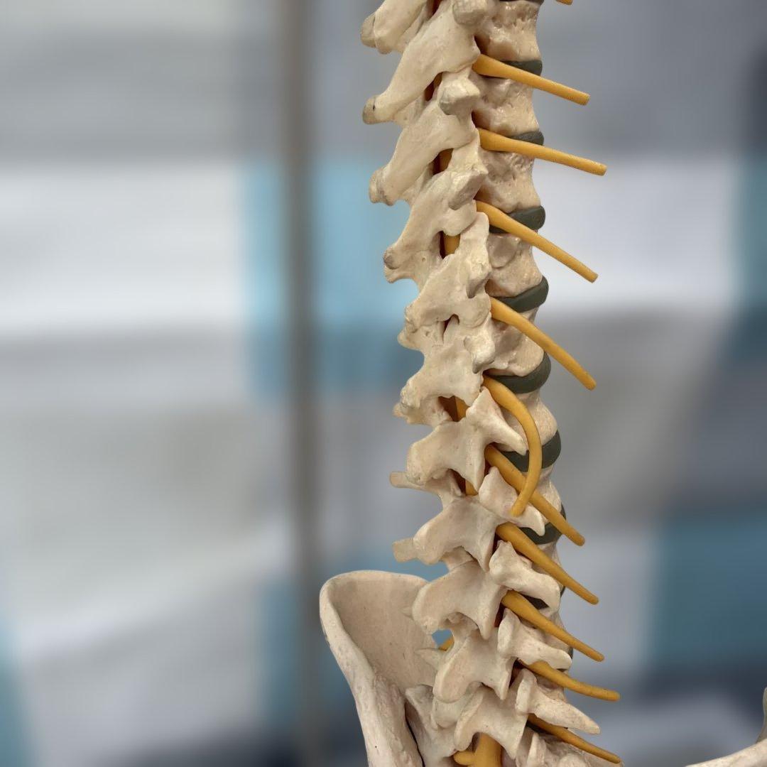 脊椎モデル 約85cm 可動式