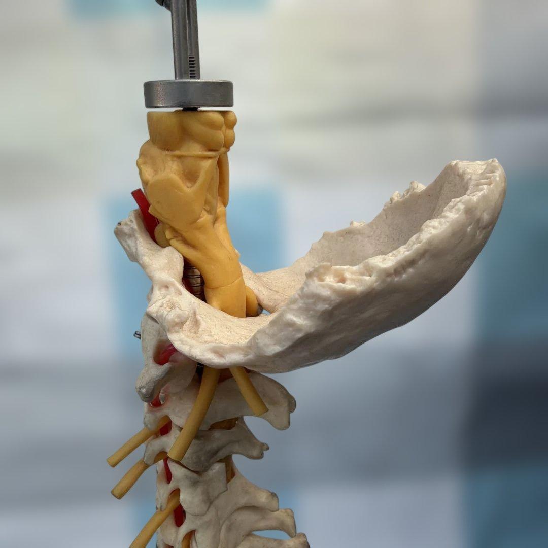 脊椎モデル 約85cm 可動式