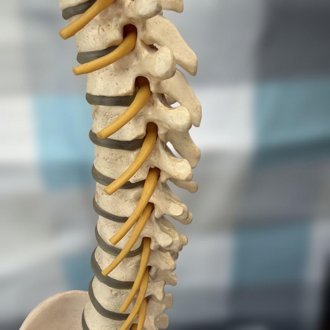 脊椎モデル 約85cm 可動式