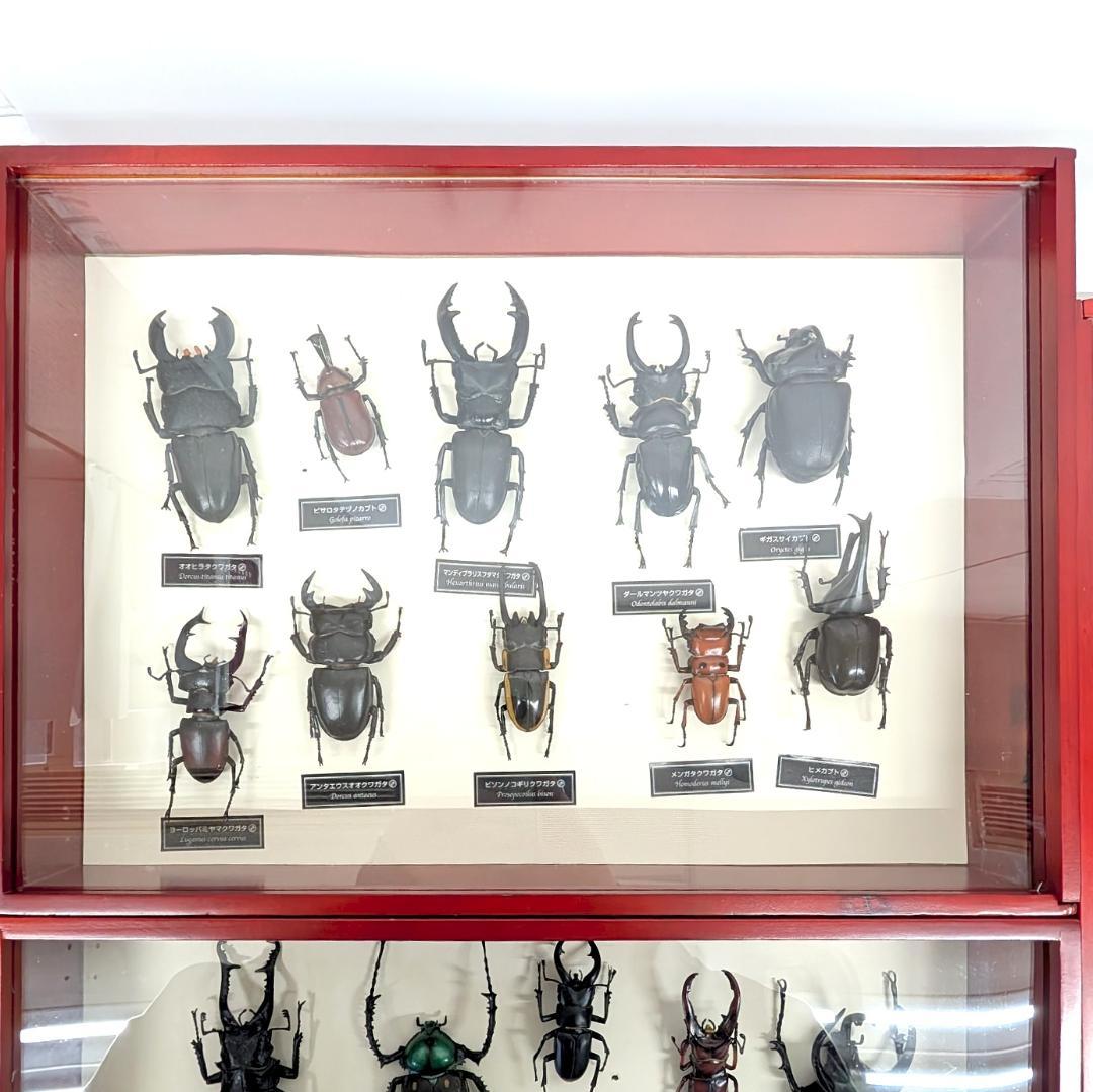 デアゴスティーニ 世界の昆虫 フィギュア30体セット 現状品 コレクションBOX