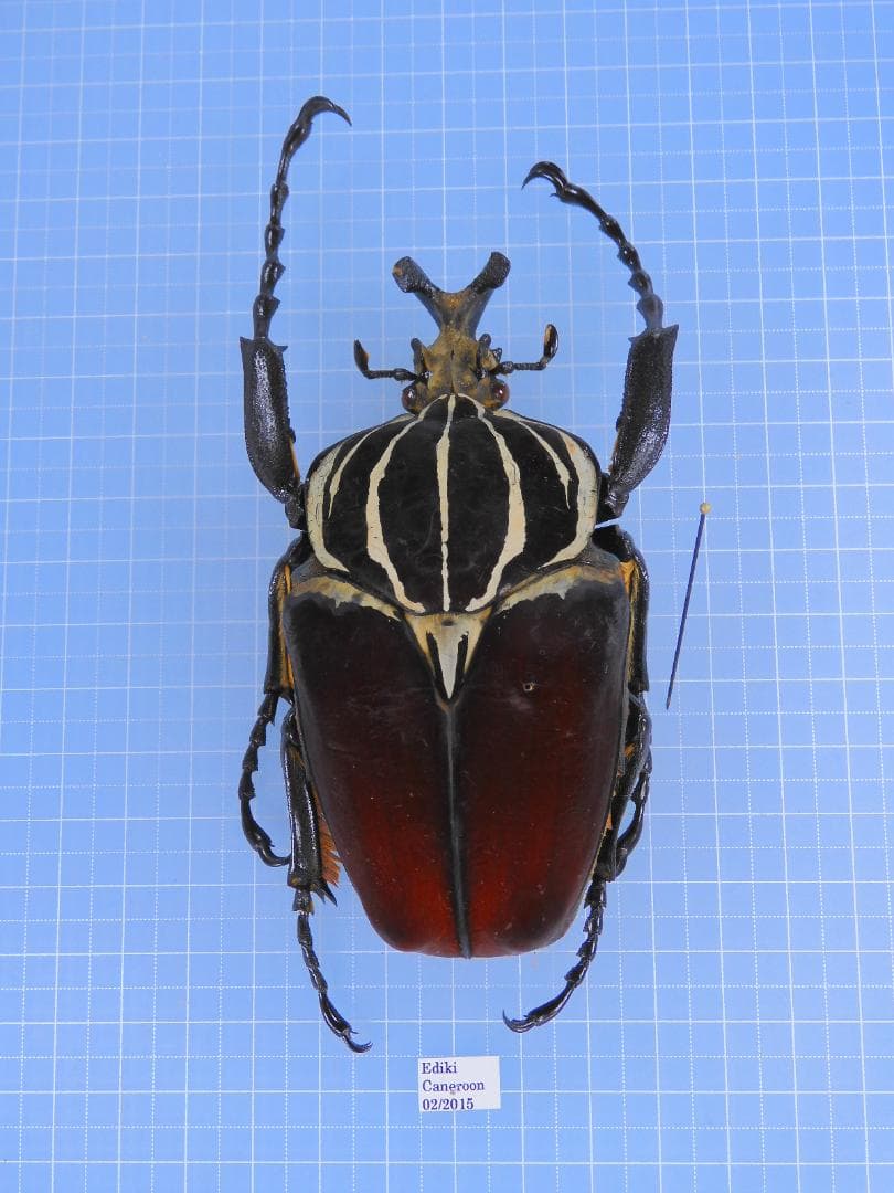 ゴライヤスオオツノカナブン　100mm