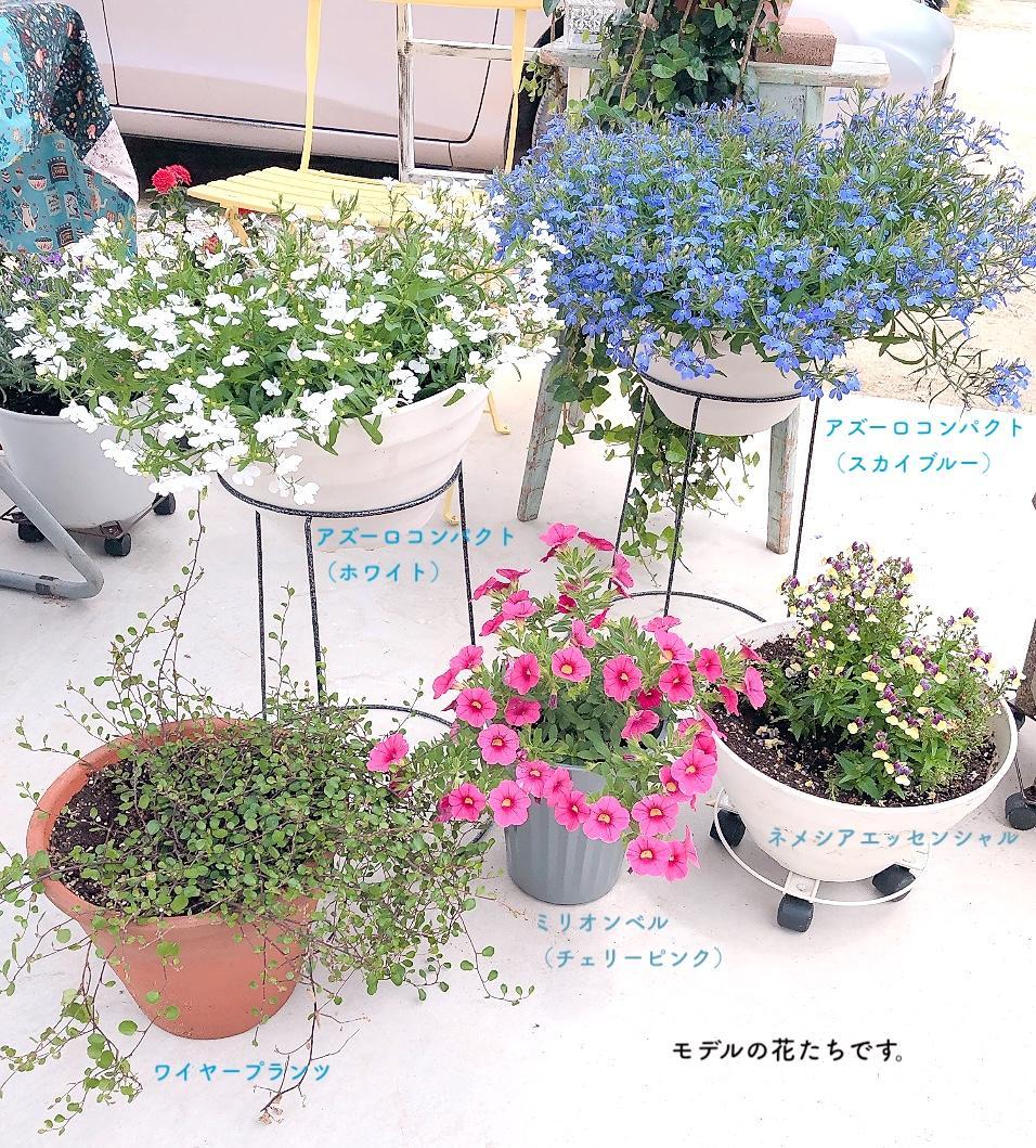 「フラワーガーデン2025.6.6」 アクリル画 SM キャンバス 原画 額なし