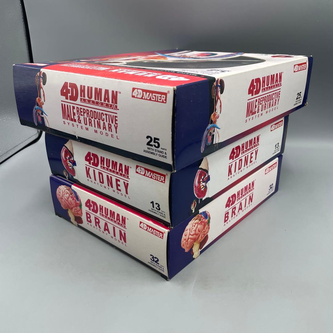 3点セット スカイネット 立体パズル 4D VISION 人体解剖