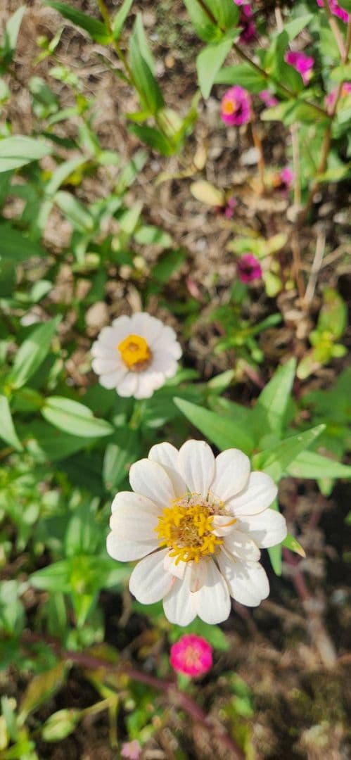 ルーター・ネットワーク機器 QWS2148