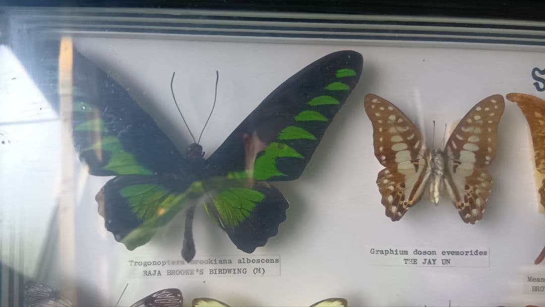 シンガポール 蝶標本 壁掛け用