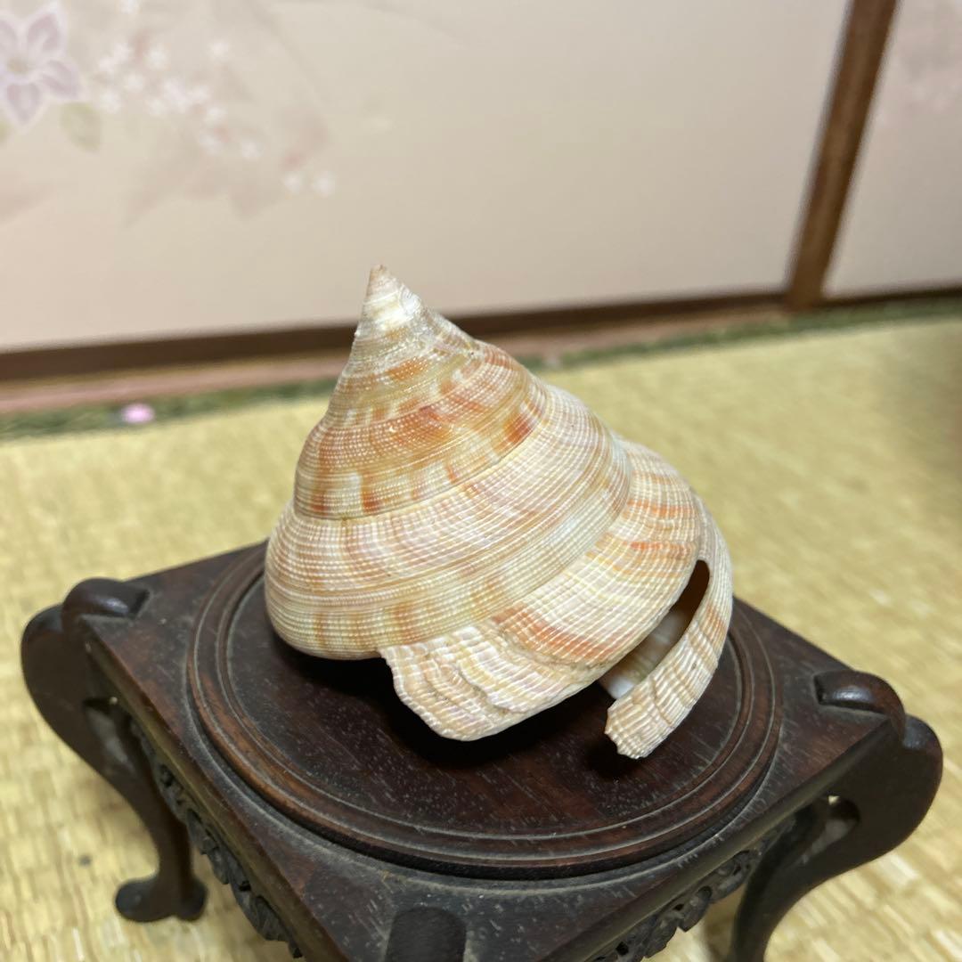 オキナエビス貝