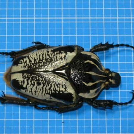 コンゴDR 赤道州 大型 ゴライアス　ウンダルス型 75mm