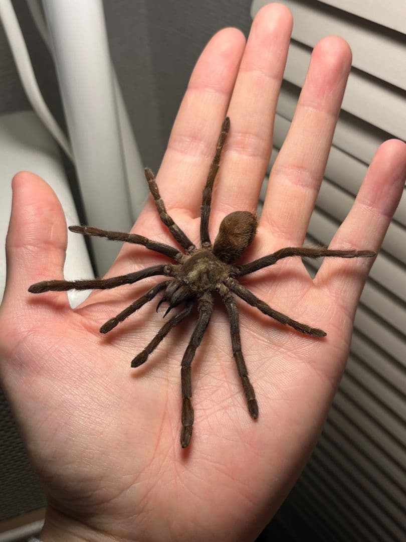 【標本】ジャワイエローニー アースタイガー タランチュラホーク ムカデ