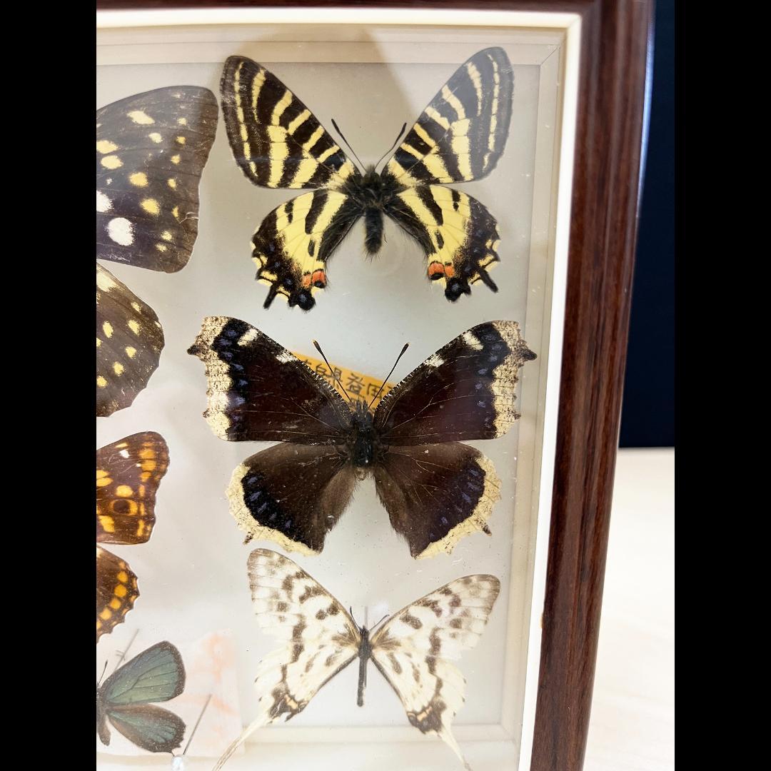 蝶 標本 昆虫 10枚 日本産蝶類標本 オオムラサキ ギフチョウ×2 他 国産