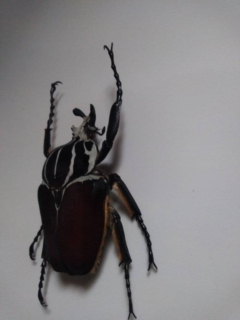 ゴライアスオオツノハナムグリ　昆虫標本