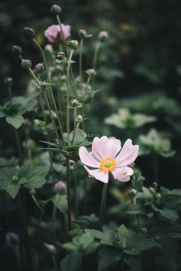 美品！赤エルマー！Red Scale Elmar 50mm オールドレンズ