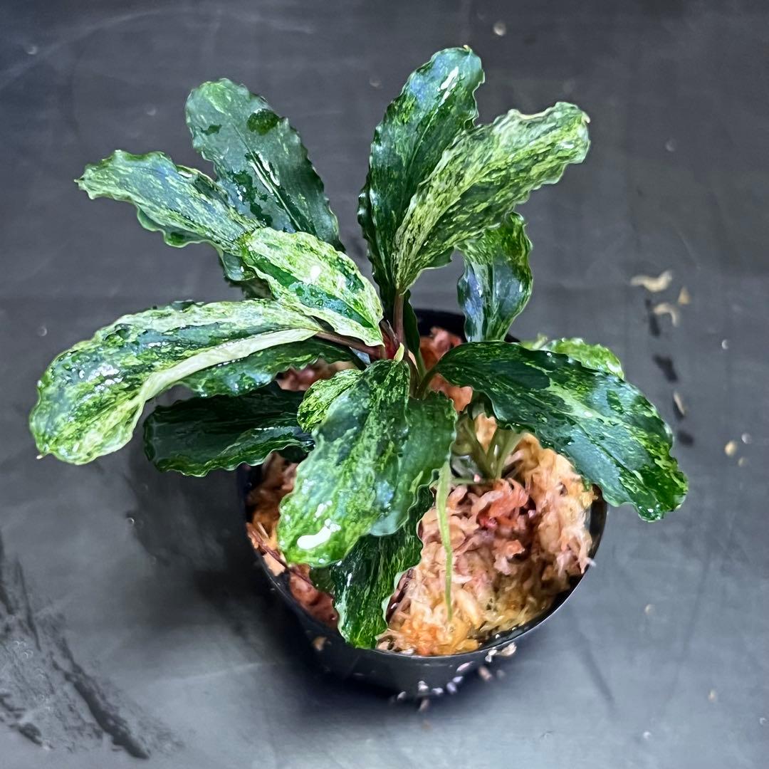 ブセファランドラsp. グリーンウェービー 斑入り バリエガータ　③