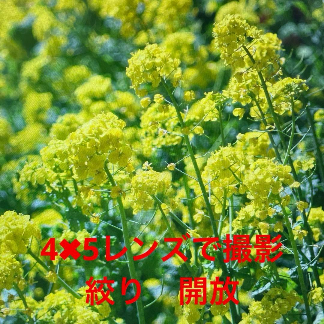 トヨビューG Canon EOS マウント カメラで撮影可ニッコール150㍉追加