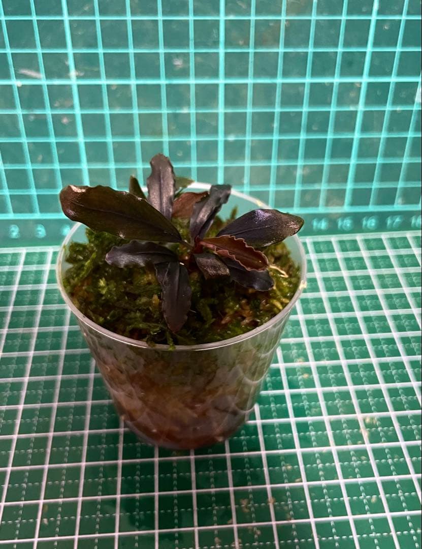 水草 Bucephalandra sp.Ghost kalimantan