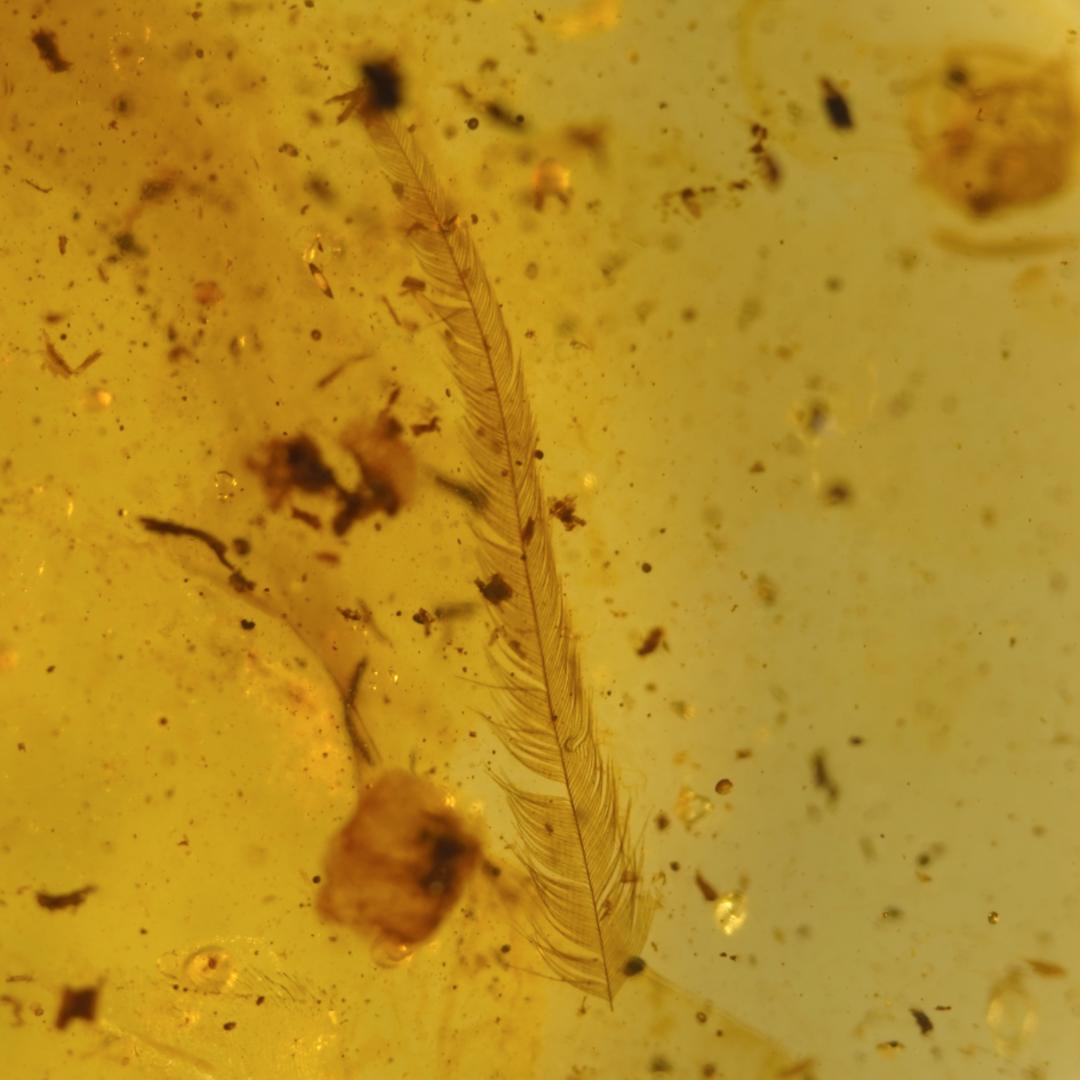 レア極上品羽根TT0091虫入り琥珀化石ミャンマーカムティかタナイ9900万年前