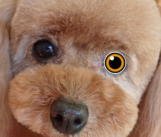 ★年末セール中★Fenice製★ギザ刃カーブシザー★6.5インチ★１０％OFF★