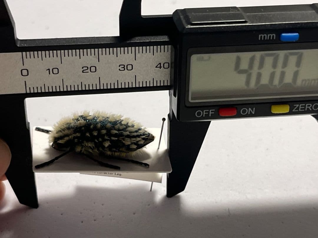 【剛毛】ムラサキケブカフトタマムシ スハンダエ プラチナコガネ コブハムシ