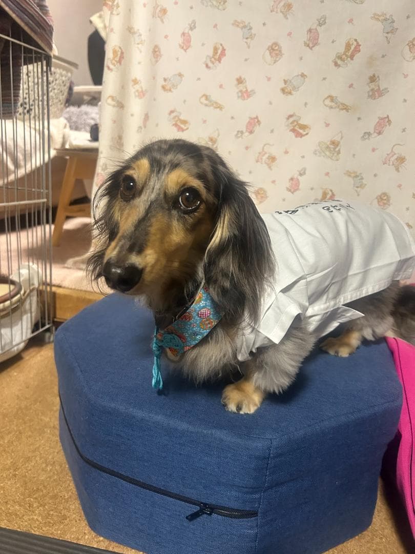 ペット用お遍路白衣三点セット　Мまで