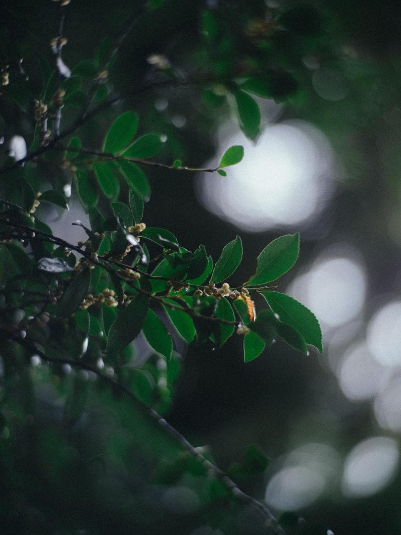 レンズ(単焦点) CONTAX Zeiss Planar T* 85mm F1.4