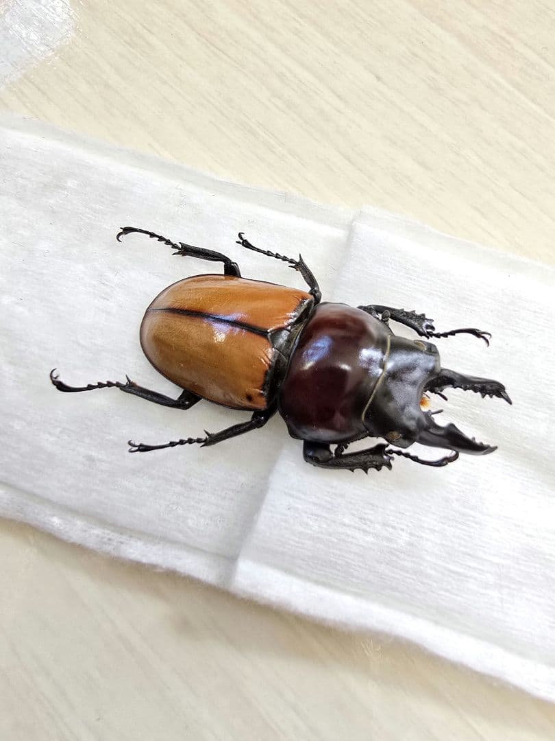 バオンゴクマルバネクワガタ標本