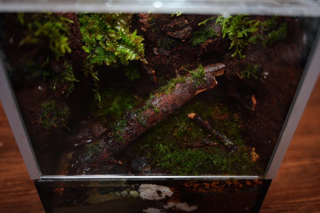 【完成品】雨が降る森のアクアテラリウム