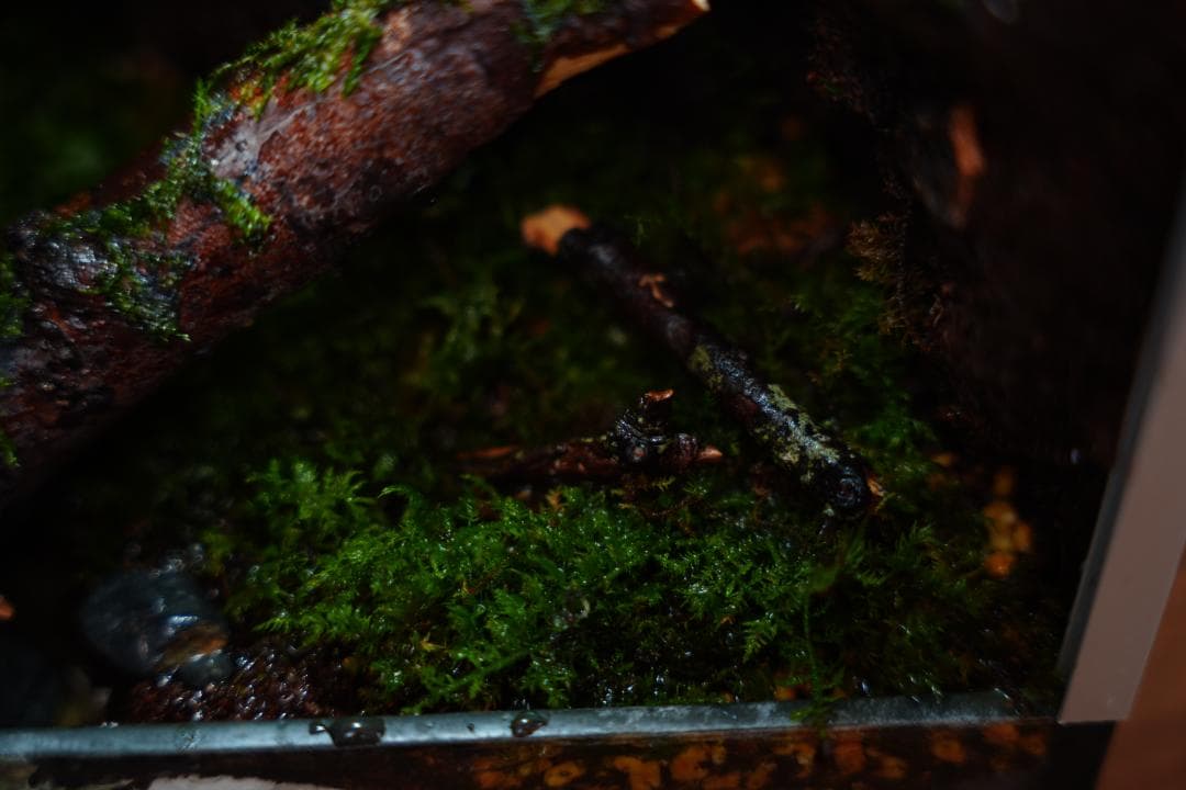 【完成品】雨が降る森のアクアテラリウム