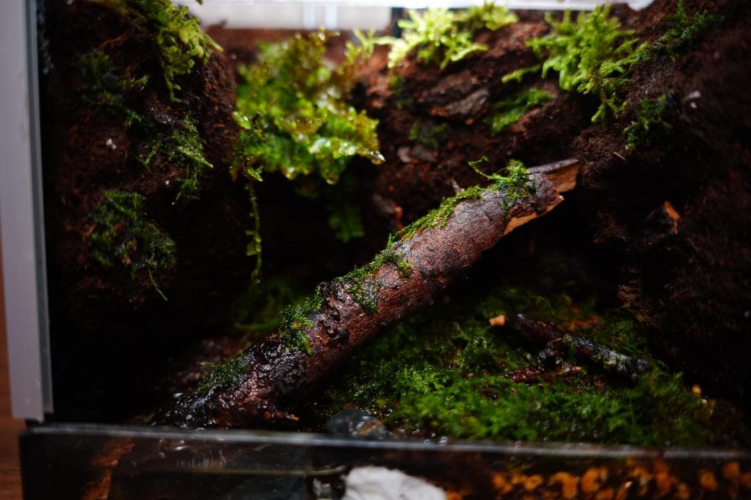 【完成品】雨が降る森のアクアテラリウム