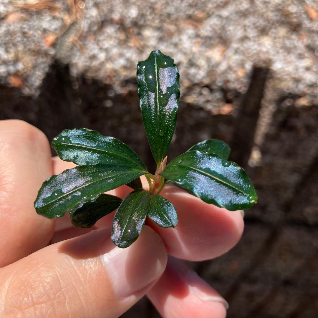 【AS便】ブセファランドラsp. Brownie ghost2014