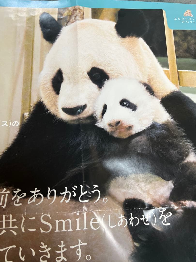 楓浜 アドベンチャーワールド　誕生記念ポスター72×51cm 白浜市配布非売品