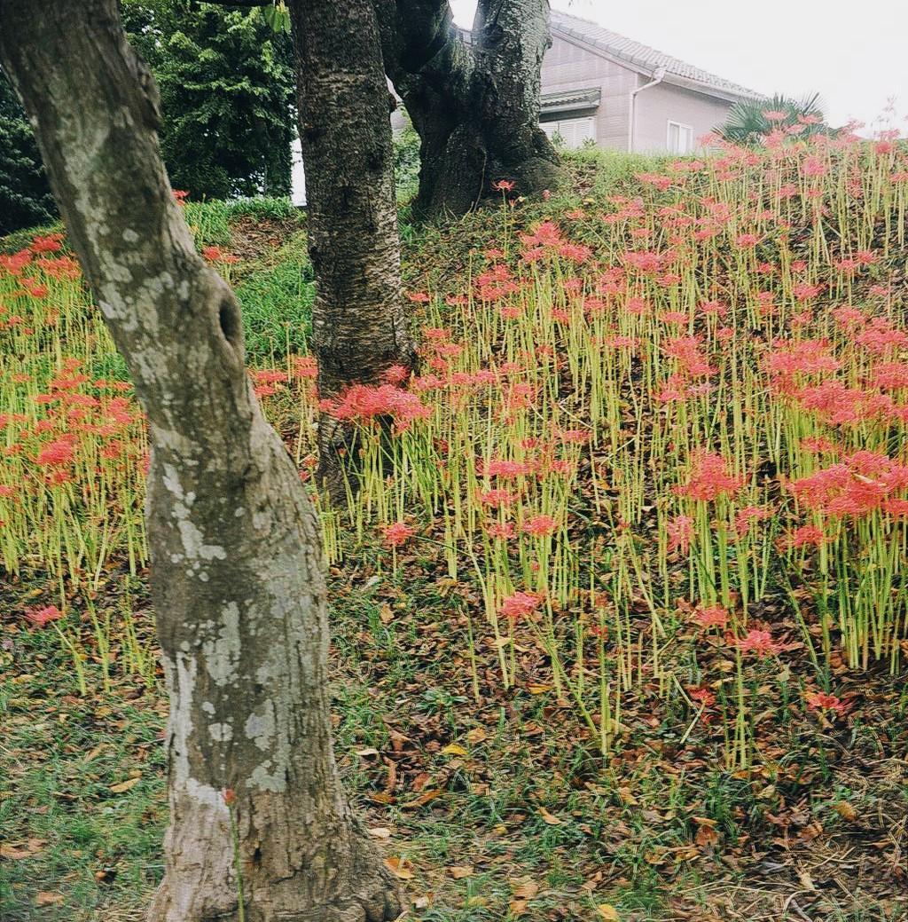 希少動作品 / KONICA Pearl 2 Hexar 75mm f3.5