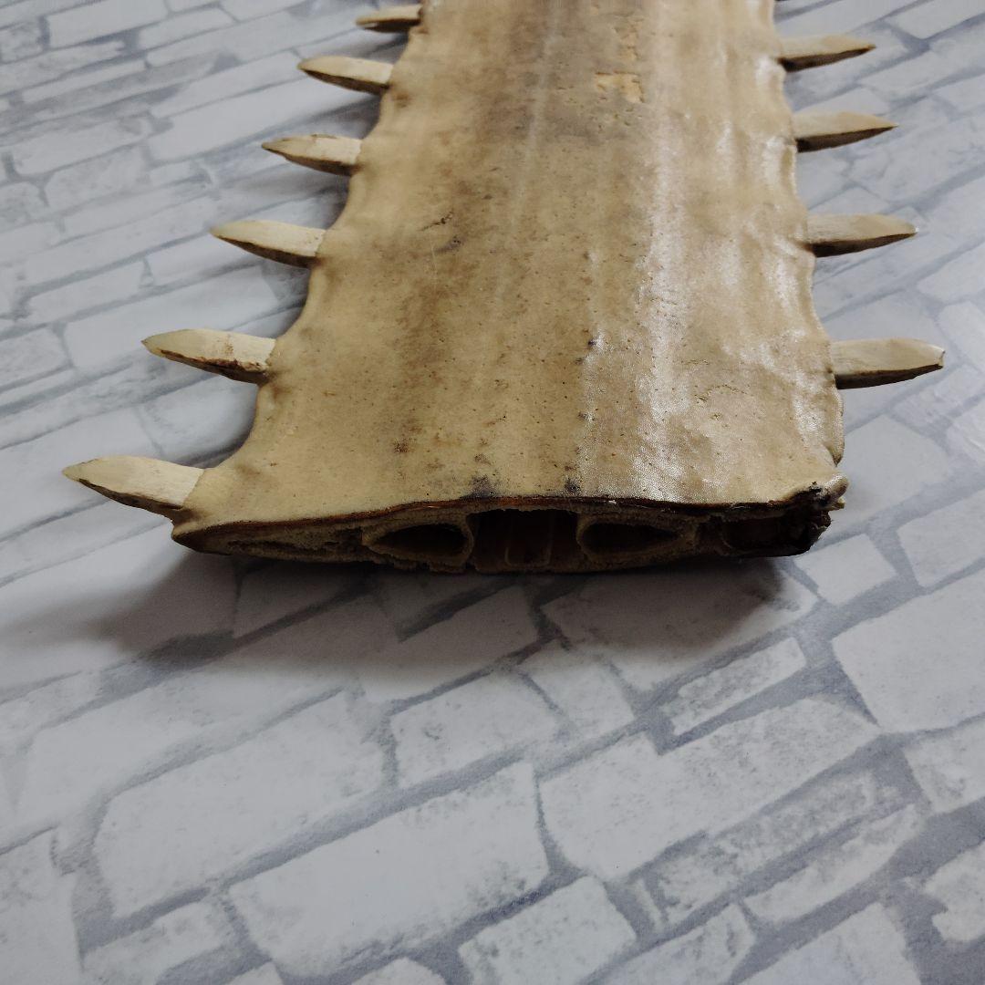 ​【超希少・特大80cm】ノコギリギス 吻 剥製 ブラジル ノコギリザメ 天然物