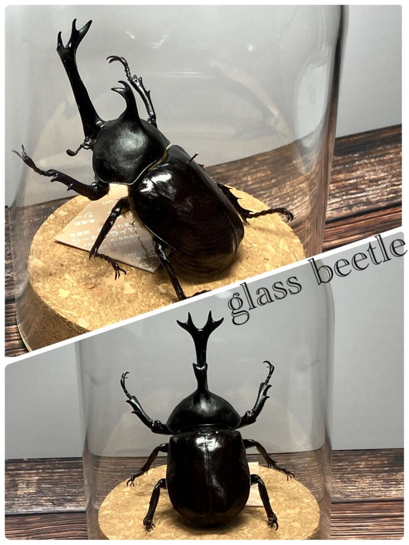 【Glass Beetleヤマトカブトムシ標本 GB-006】