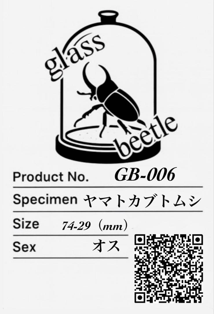 【Glass Beetleヤマトカブトムシ標本 GB-006】